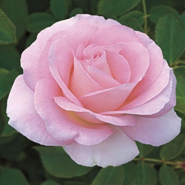 Falling in Love&trade; Hybrid Tea Rose - Nature Hills Nursery - #2 Container - 