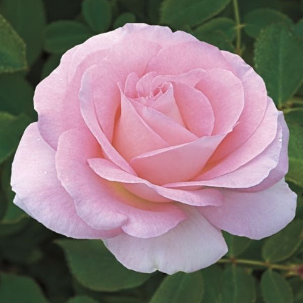 Falling in Love&trade; Hybrid Tea Rose