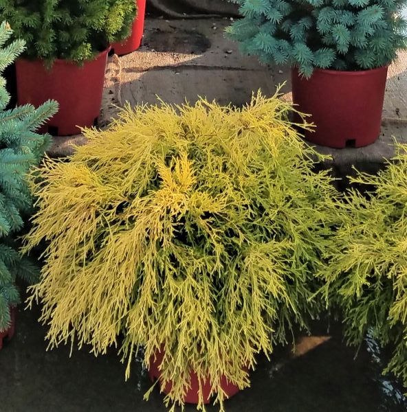 Golden Mop False Cypress (Chamaecyparis pisifera 'Golden Mop'), a shrub featuring evergreen and conical, rounded form.