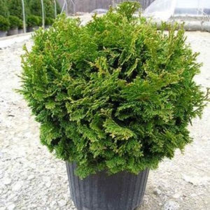 Detail view of Tempelhof Hinoki False Cypress (Chamaecyparis obtusa 'Tempelhof') showing plant structure and foliage.