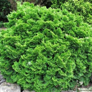 Tempelhof Hinoki False Cypress (Chamaecyparis obtusa 'Tempelhof'), a shrub featuring evergreen and broad, pyramidal form.