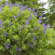 Plants Under $30