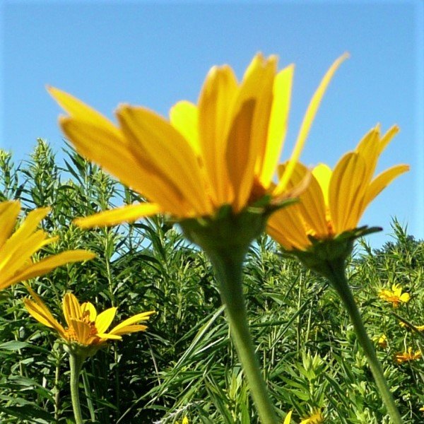 False Sunflower - Nature Hills Nursery - #1 Container - 