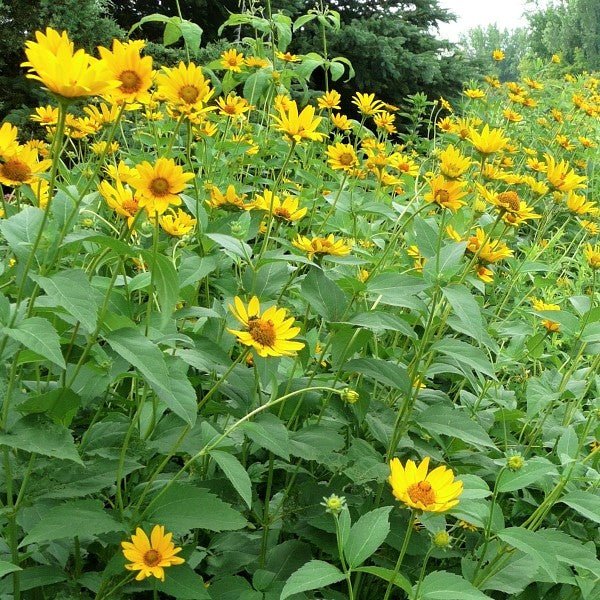 False Sunflower - Nature Hills Nursery - #1 Container - 