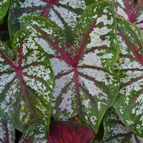 Fancy Leaf Carousel Caladium - Nature Hills Nursery - 3 Pack Bulbs - 