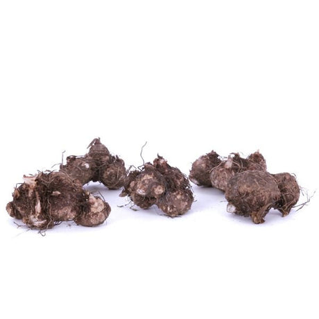 Fancy Leaf Carousel Caladium - Nature Hills Nursery - 3 Pack Bulbs - 