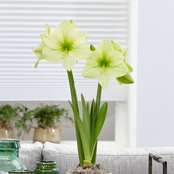 Fantasy Amaryllis - Nature Hills Nursery - Bareroot - 