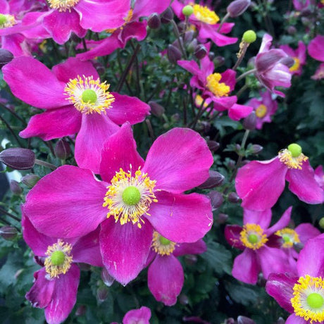 Fantasy™ Red Riding Hood Japanese Anemone - Perennial - Nature Hills Nursery - 1 Container - 