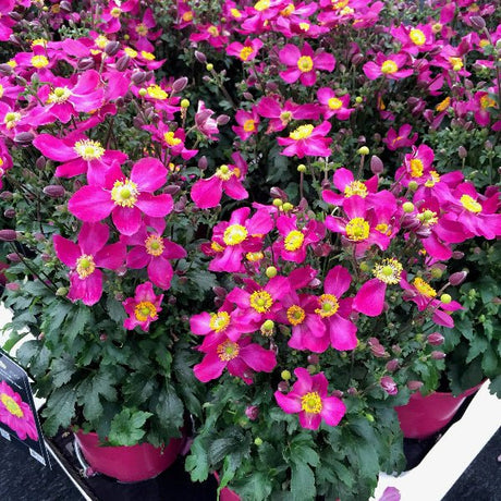 Fantasy™ Red Riding Hood Japanese Anemone - Perennial - Nature Hills Nursery - 1 Container - 