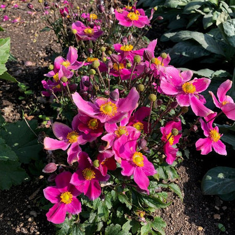 Fantasy™ Red Riding Hood Japanese Anemone - Perennial - Nature Hills Nursery - 1 Container - 