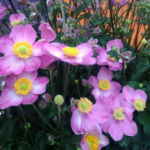 Fantasy&trade; Cinderella Anemone - Nature Hills Nursery - #1 Container - 