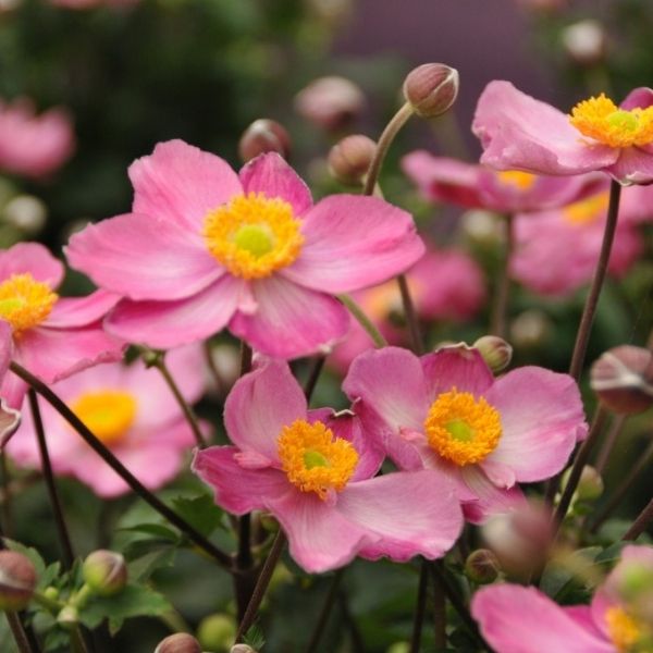 Fantasy&trade; Cinderella Anemone - Nature Hills Nursery - #1 Container - 