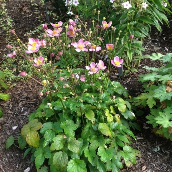 Fantasy&trade; Cinderella Anemone - Nature Hills Nursery - #1 Container - 