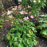 Fantasy&trade; Cinderella Anemone - Nature Hills Nursery - #1 Container - 