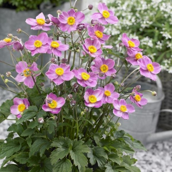 Fantasy&trade; Cinderella Anemone - Nature Hills Nursery - #1 Container - 