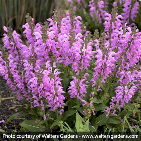 FASHIONISTA&trade; Pretty In Pink Salvia - Nature Hills Nursery - #1 Container - 