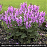 FASHIONISTA&trade; Pretty In Pink Salvia - Nature Hills Nursery - #1 Container - 