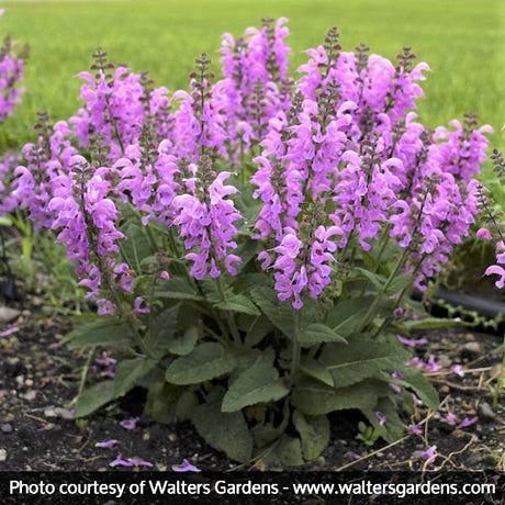 FASHIONISTA&trade; Pretty In Pink Salvia - Nature Hills Nursery - #1 Container - 