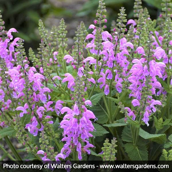FASHIONISTA&trade; Pretty In Pink Salvia - Nature Hills Nursery - #1 Container - 