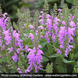 FASHIONISTA&trade; Pretty In Pink Salvia - Nature Hills Nursery - #1 Container - 
