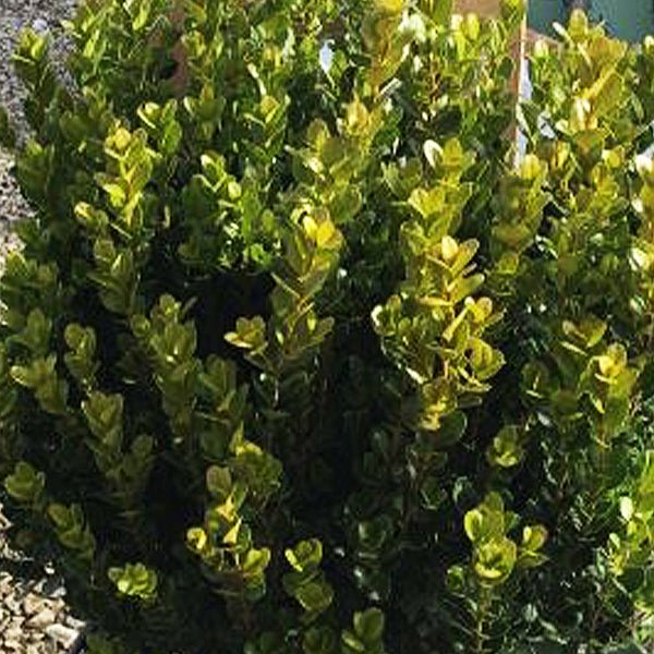 Faulkner Boxwood - Nature Hills Nursery - #3 Container - 