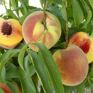 Fay Elberta Peach Tree - Nature Hills Nursery - Paper Pot 4 - 5 Feet - 