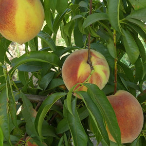 Fay Elberta Peach Tree - Nature Hills Nursery - Paper Pot 4 - 5 Feet - 
