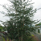 Royal Frost&reg; Birch