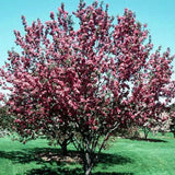 Red Barron Crabapple Tree