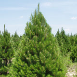 Austrian Pine