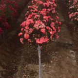 Coral Drift&reg; Rose Tree