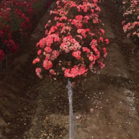 Coral Drift&reg; Rose Tree