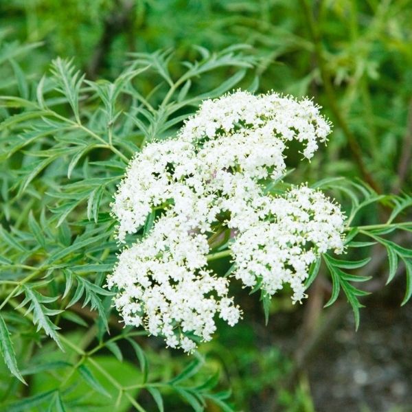 Audubon&reg; Native Elderberry