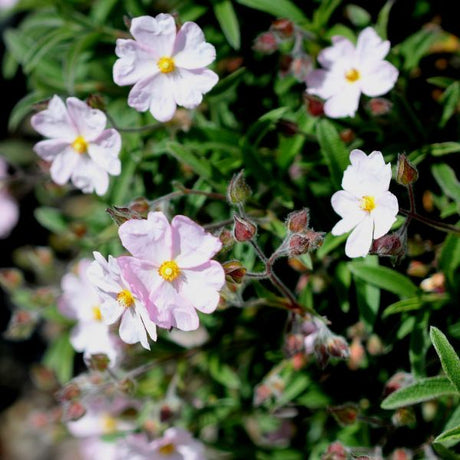 Dwarf Pink Rock Rose