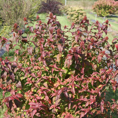 Kodiak&reg; Black Bush Honeysuckle