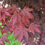 Emperor One Japanese Maple