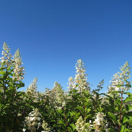 Late Panicle Hydrangea