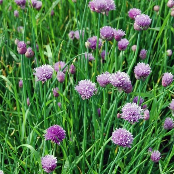 Parsley, Chives, and English Thyme 3 Herb Pack