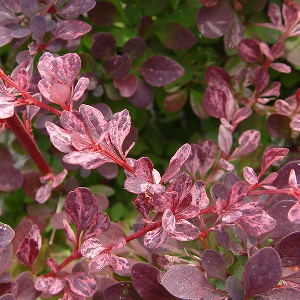 Rose Glow Barberry