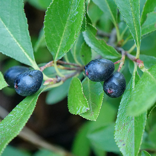 Ground Hug&reg; Aronia