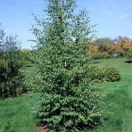 Weeping Cut Leaf Birch