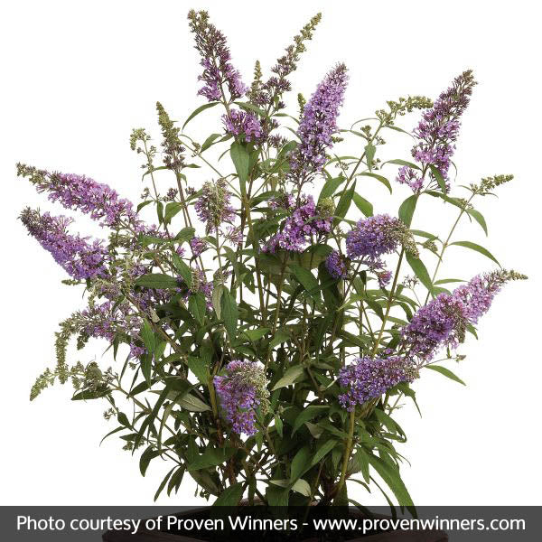 Peacock&trade; Butterfly Bush