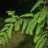 Dawn Redwood