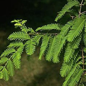 Dawn Redwood