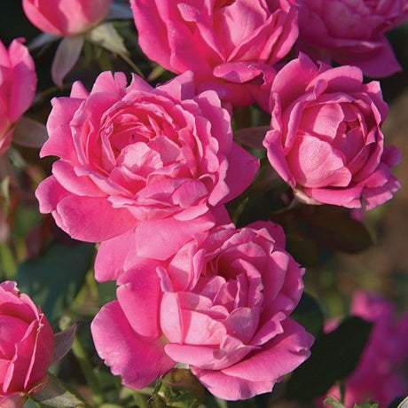 Pink Double Knock Out&reg; Rose