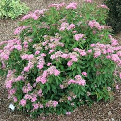 Shibori Spirea