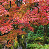 Fireglow Japanese Maple