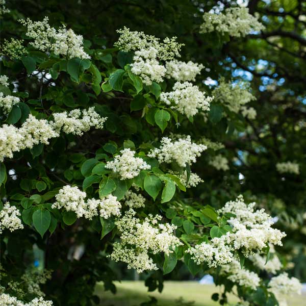 Ivory Pillar&trade; Japanese Lilac Tree