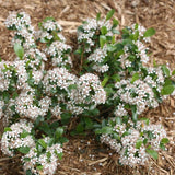 Low Scape Mound&reg; Chokeberry