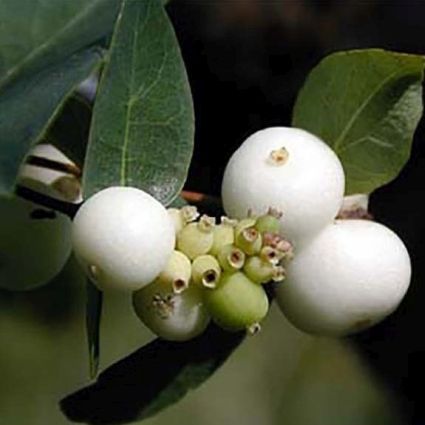 White Hedge Snowberry Bush